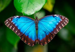 Obrázek z Pohlednice 3D 16cm  - Motýl morpho (25) 